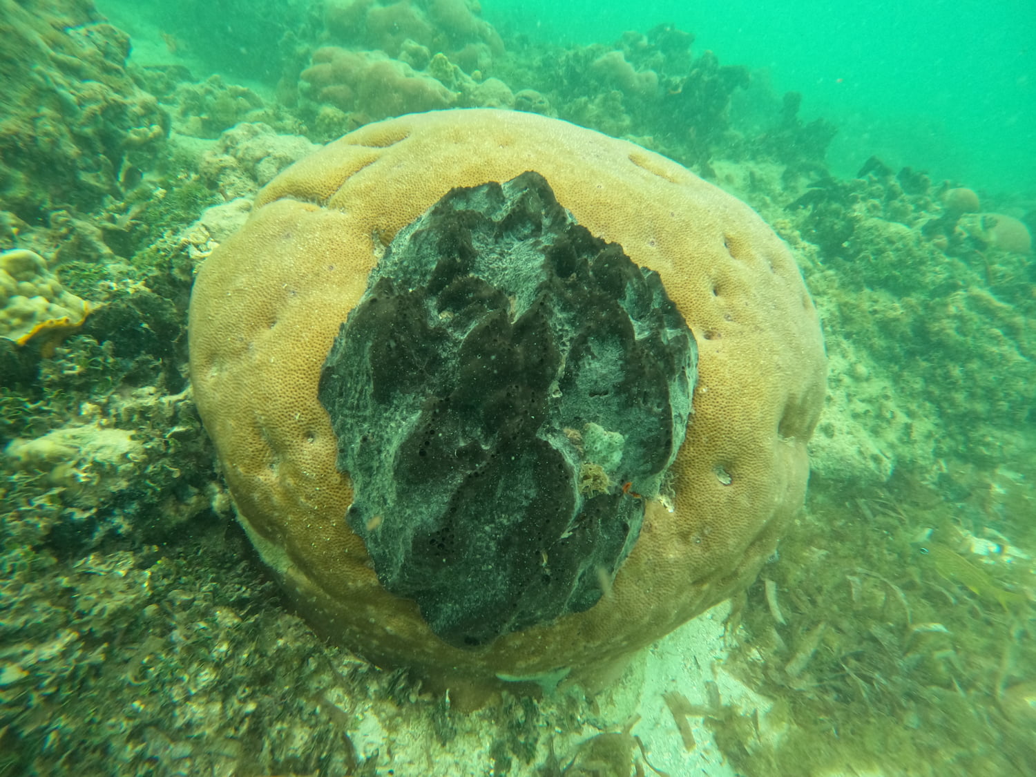 Arrecifes de coral 1